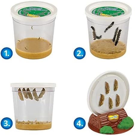Insect Lore Butterfly Garden with Live Cup of Caterpillars | English and Spanish STEM Activity Journals | 5 Painted Lady Butterfly Baby Caterpillars and Mesh Habitat