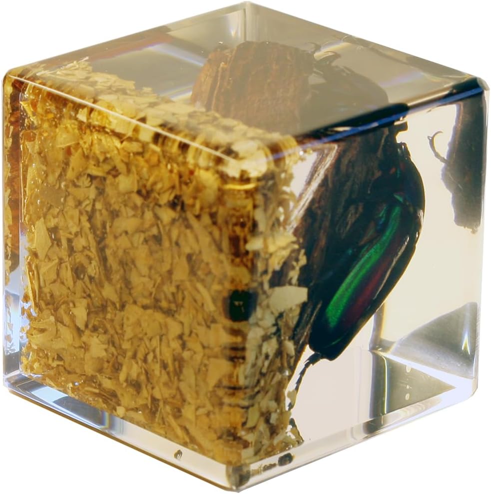 REALBUG Real Chafer Beetle Cube Desk Decoration