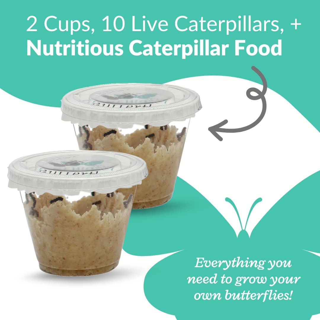 Clearwater Butterfly Live Painted Lady Butterflies - 10 Live Caterpillars - Live Caterpillars to Butterflies - Caterpillars for Butterfly Kit - Mesh Cage Not Included - Live Butterfly Kit - 10 Count