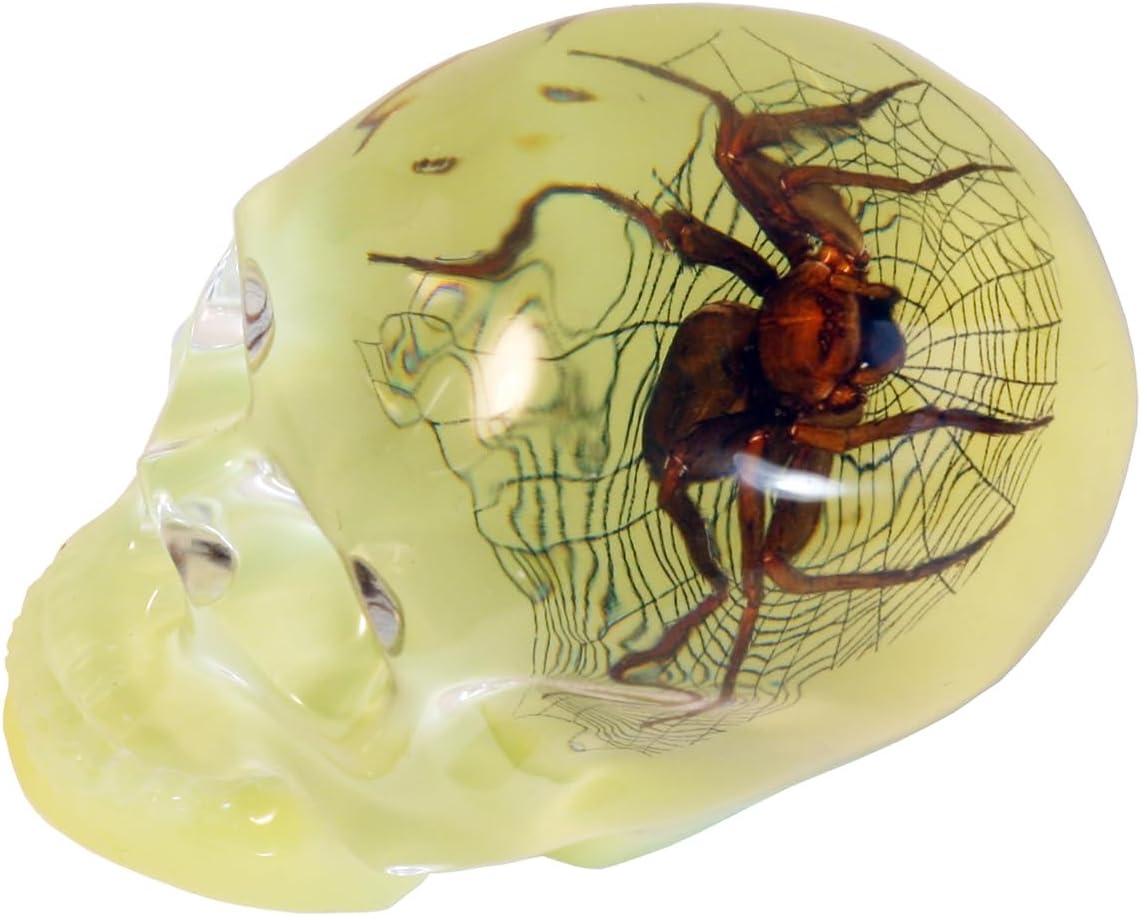 REALBUG 3" Real Spider Glow in The Dark Desk Decoration in an a Acrylic Skull with Web Background