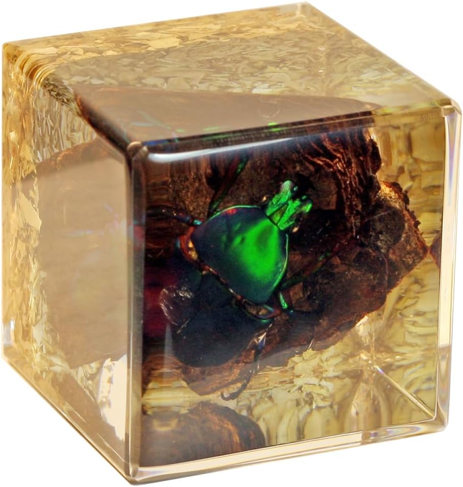 REALBUG Real Chafer Beetle Cube Desk Decoration