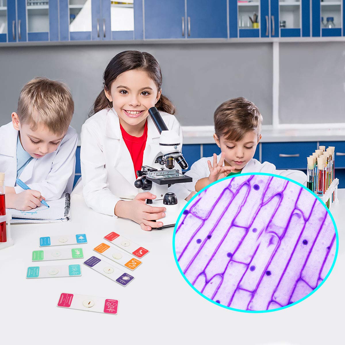 35PCS Prepared Microscope Slides with 7 Types Specimens, Insect/Plant Glass Sample Slide for Kids Adults Family Preschool Education Scientific Enlightenment