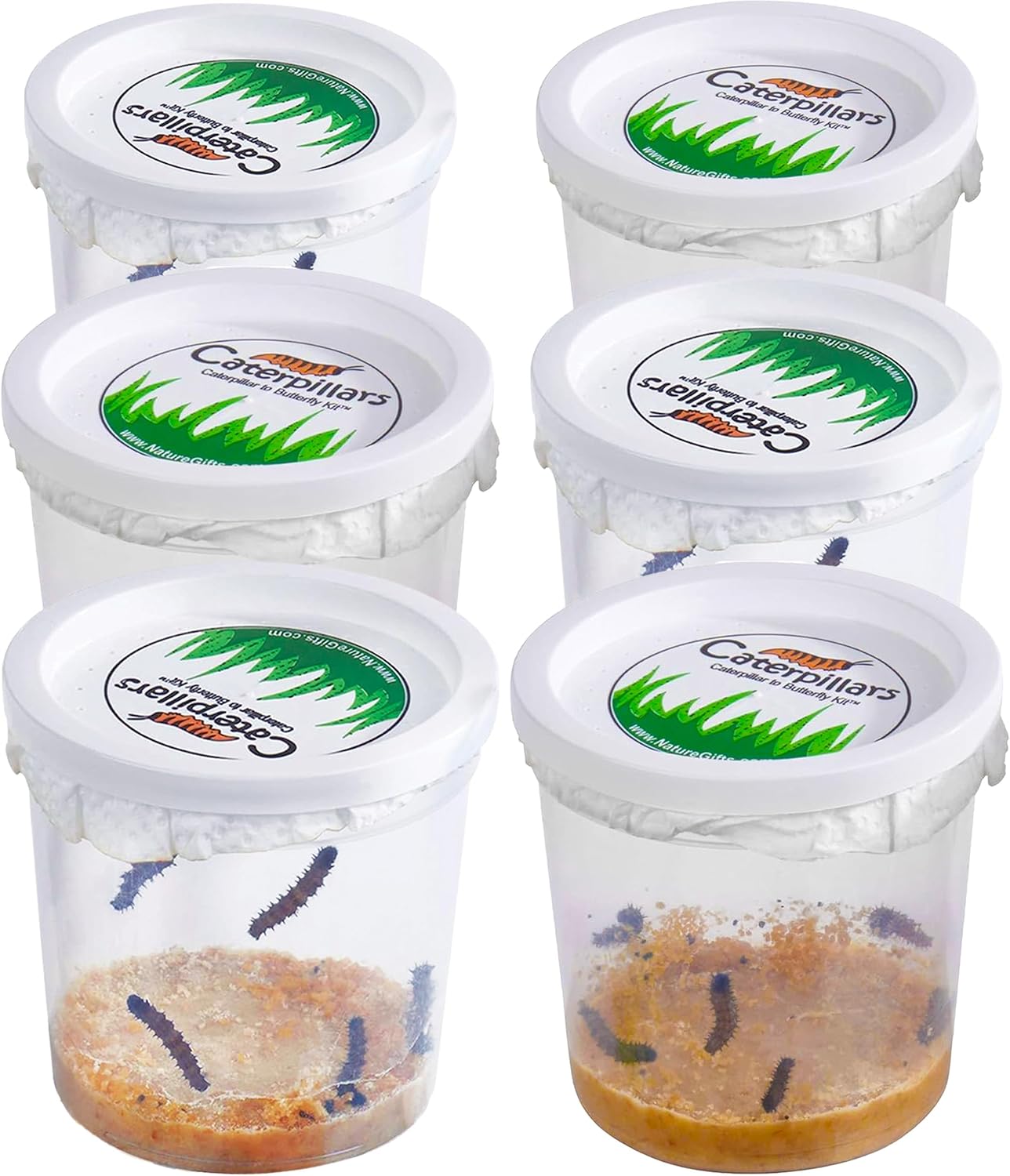 30 Live Caterpillars for Butterfly Habitat Kit - Refill for Painted Lady Butterfly Kit with Caterpillar Food, Instructions - Educational Science Kit, 6 Cups of 5 Caterpillars